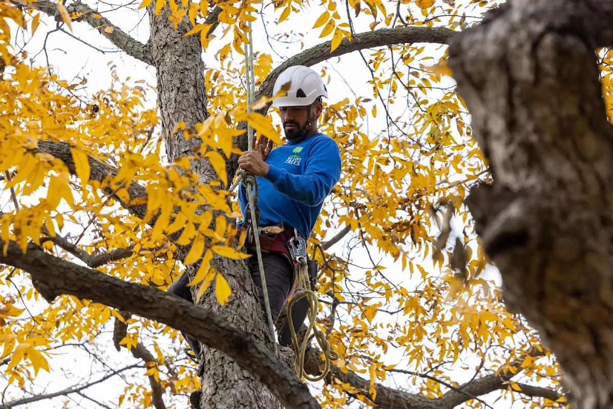 Skilled Storm Damage Cleanup crew working in Lytton
