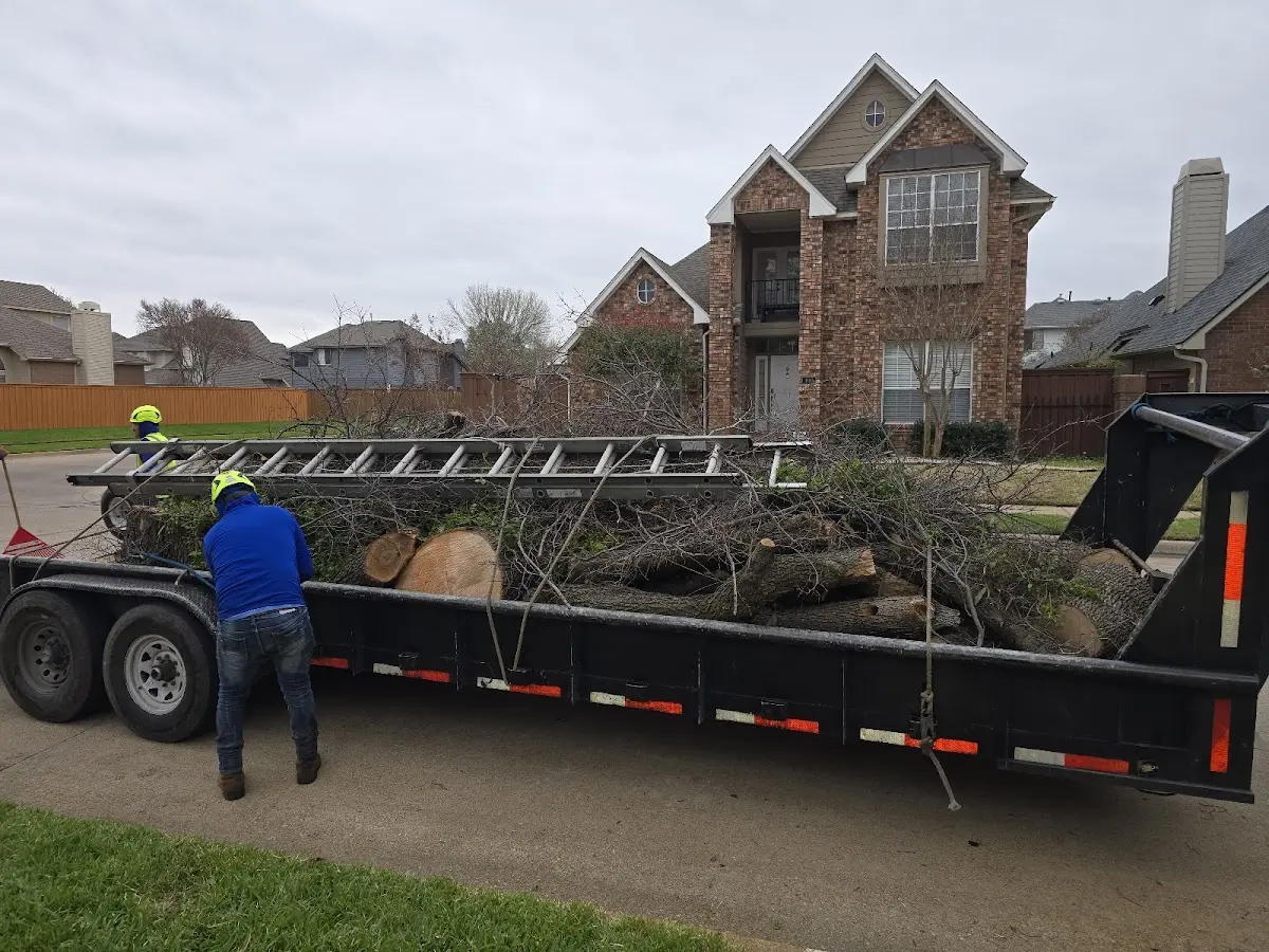 Expert Tree Removal with proper safety equipment in Lytton